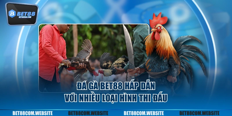Đá gà BET88 hấp dẫn với nhiều loại hình thi đấu