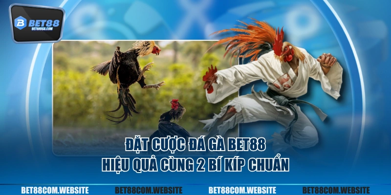 Đặt cược đá gà BET88 hiệu quả cùng 2 bí kíp chuẩn