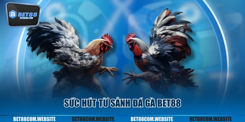 Sức hút từ sảnh đá gà BET88