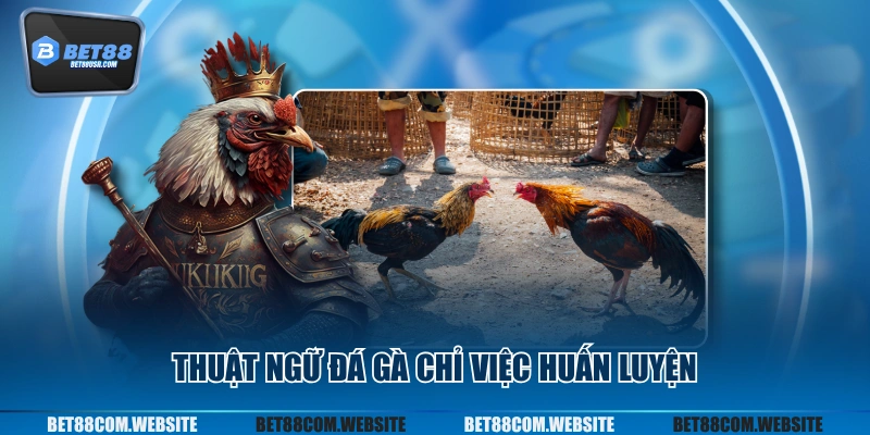 Thuật ngữ đá gà chỉ việc huấn luyện