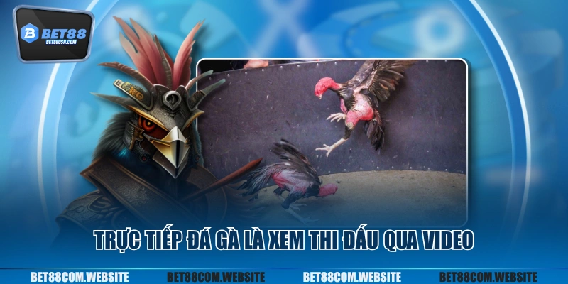 Trực tiếp đá gà là xem thi đấu qua video