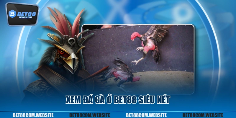 Xem đá gà ở BET88 siêu nét